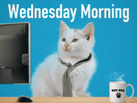 Black Kitten Wednesday Mornings